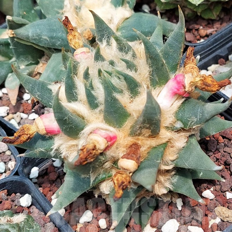 LOT588 10 SEEDS Ariocarpus trigonus var. elongatus 2023year