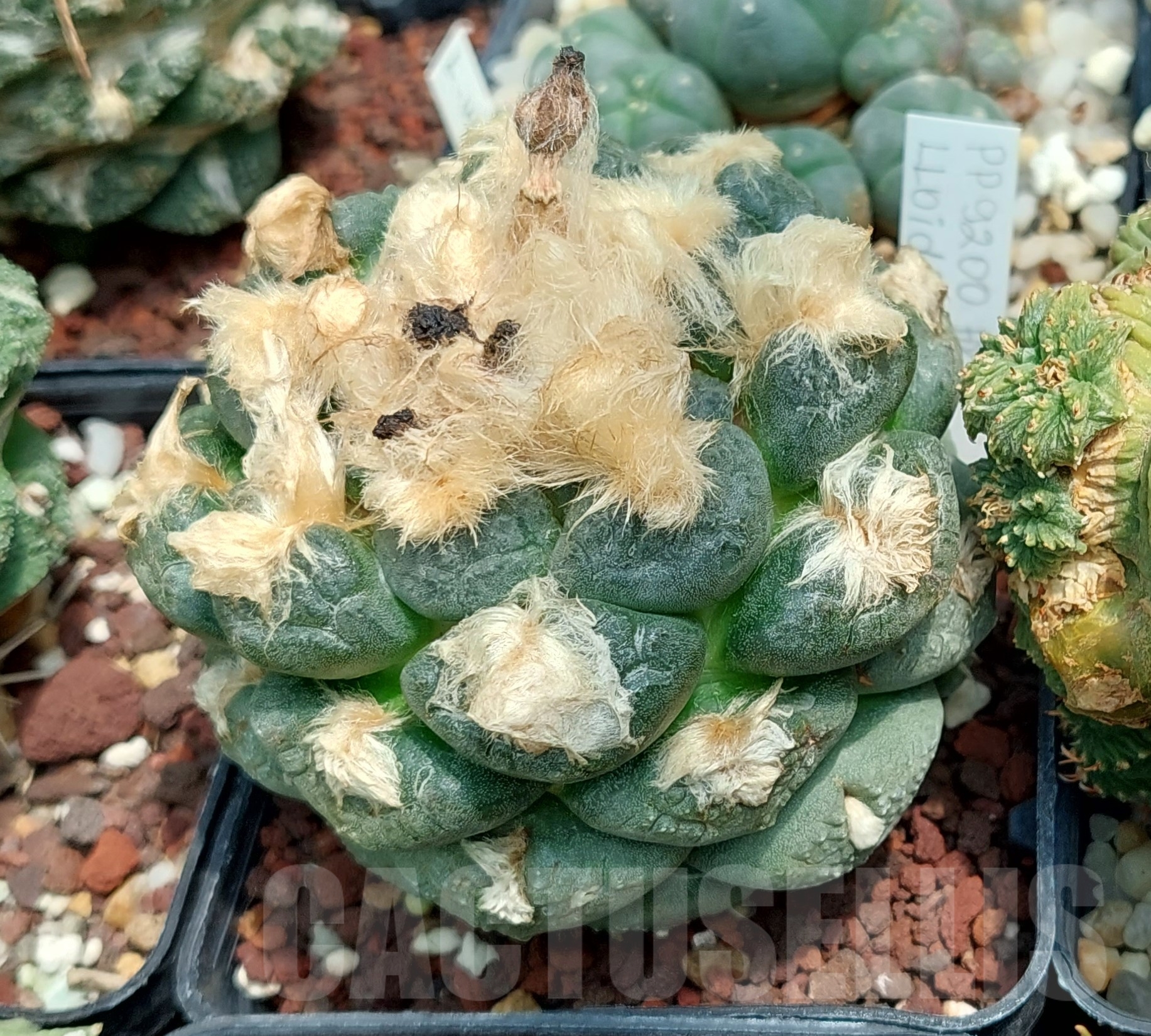 LOT589 10 SEEDS Ariocarpus fissuratus var. lloydii 2023year