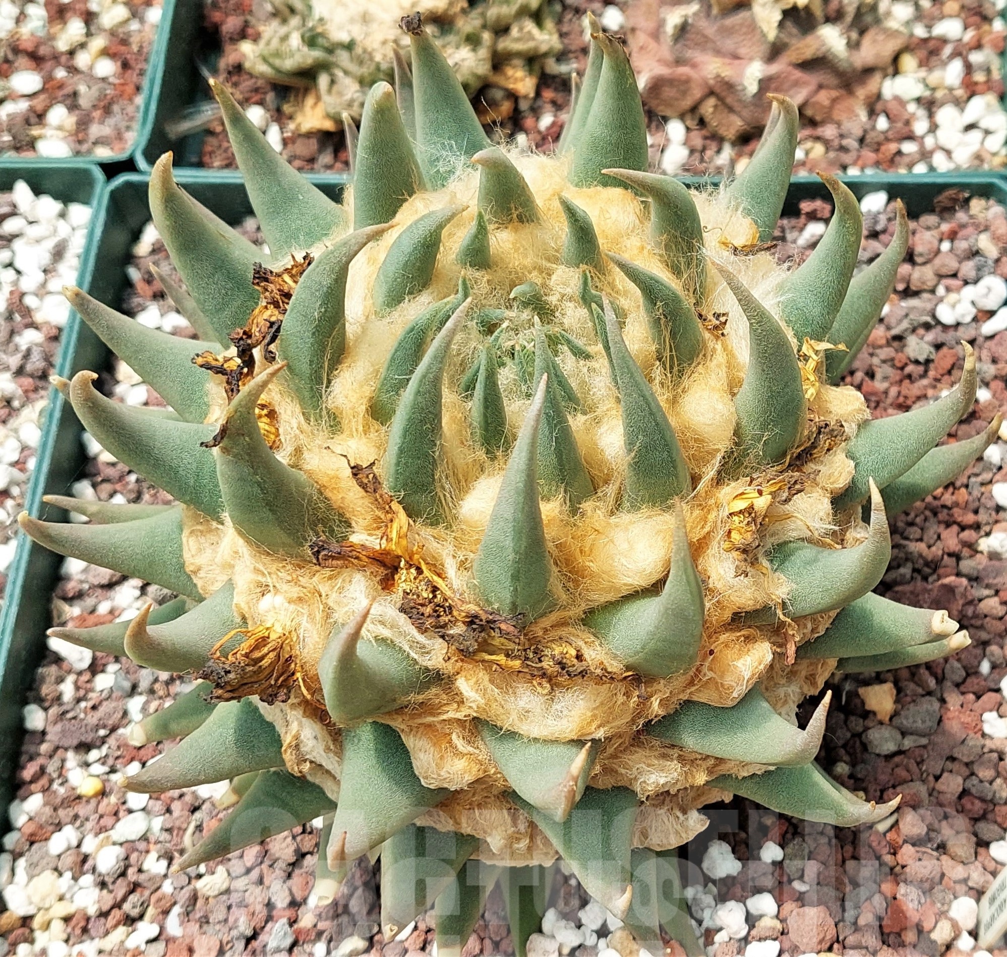 LOT593 10 SEEDS Ariocarpus trigonus, 2023year