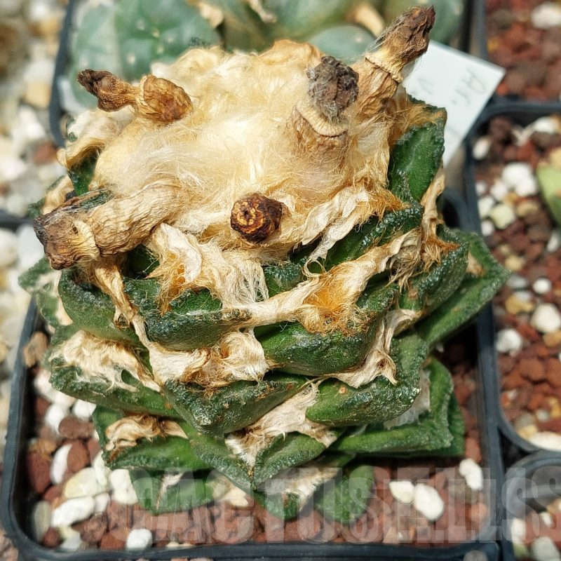 LOT597 10 SEEDS Ariocarpus hintonii x retusus, 2023year