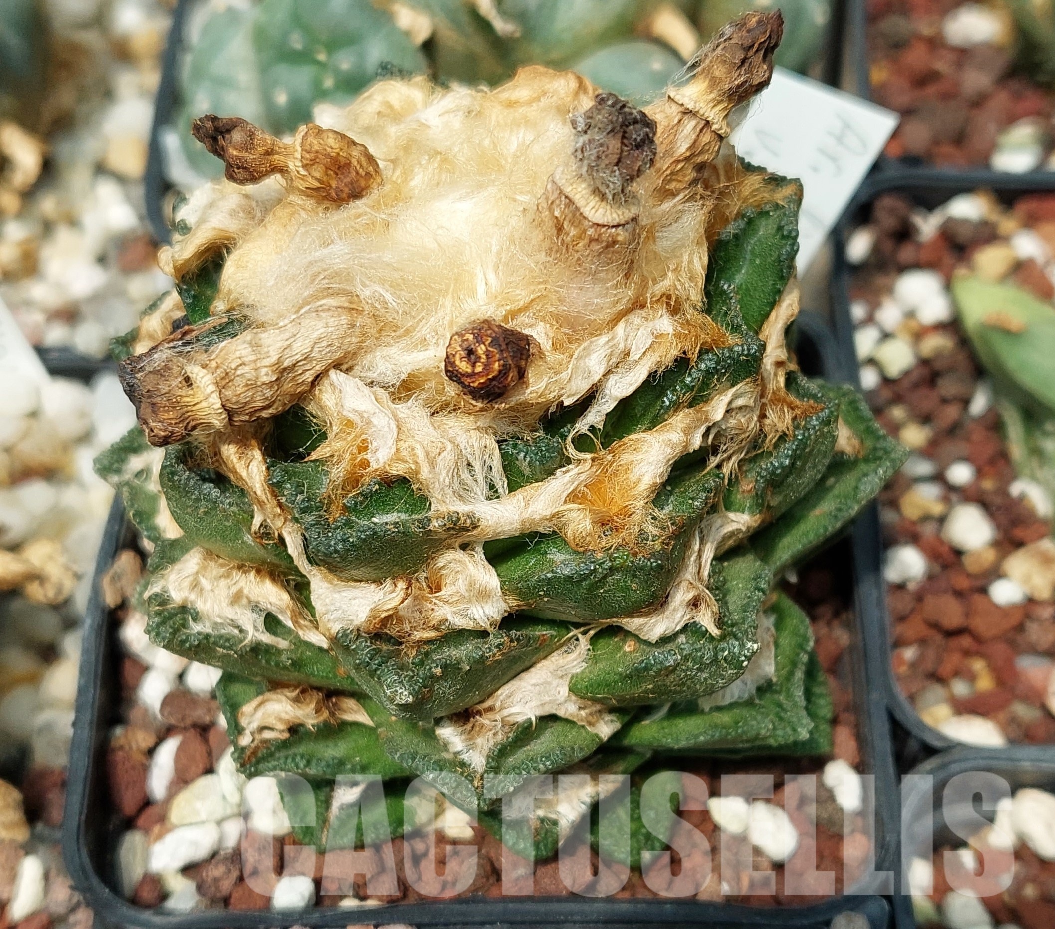 LOT597 10 SEEDS Ariocarpus hintonii x retusus, 2023year