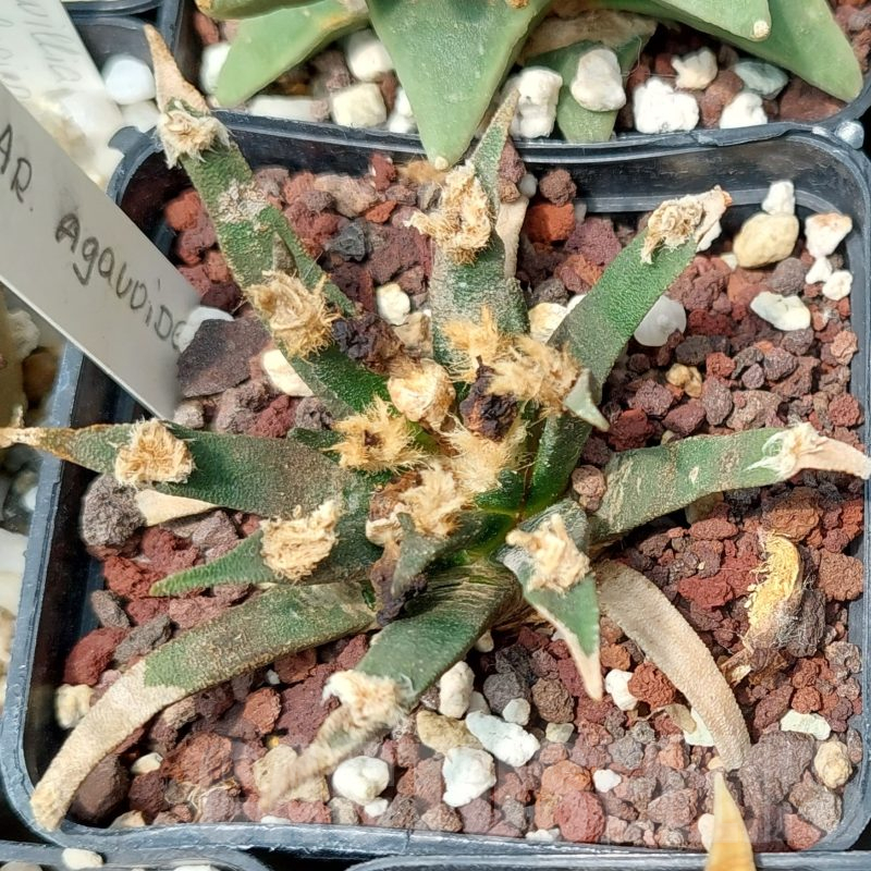 LOT599 10 SEEDS Ariocarpus agavoides, 2023year