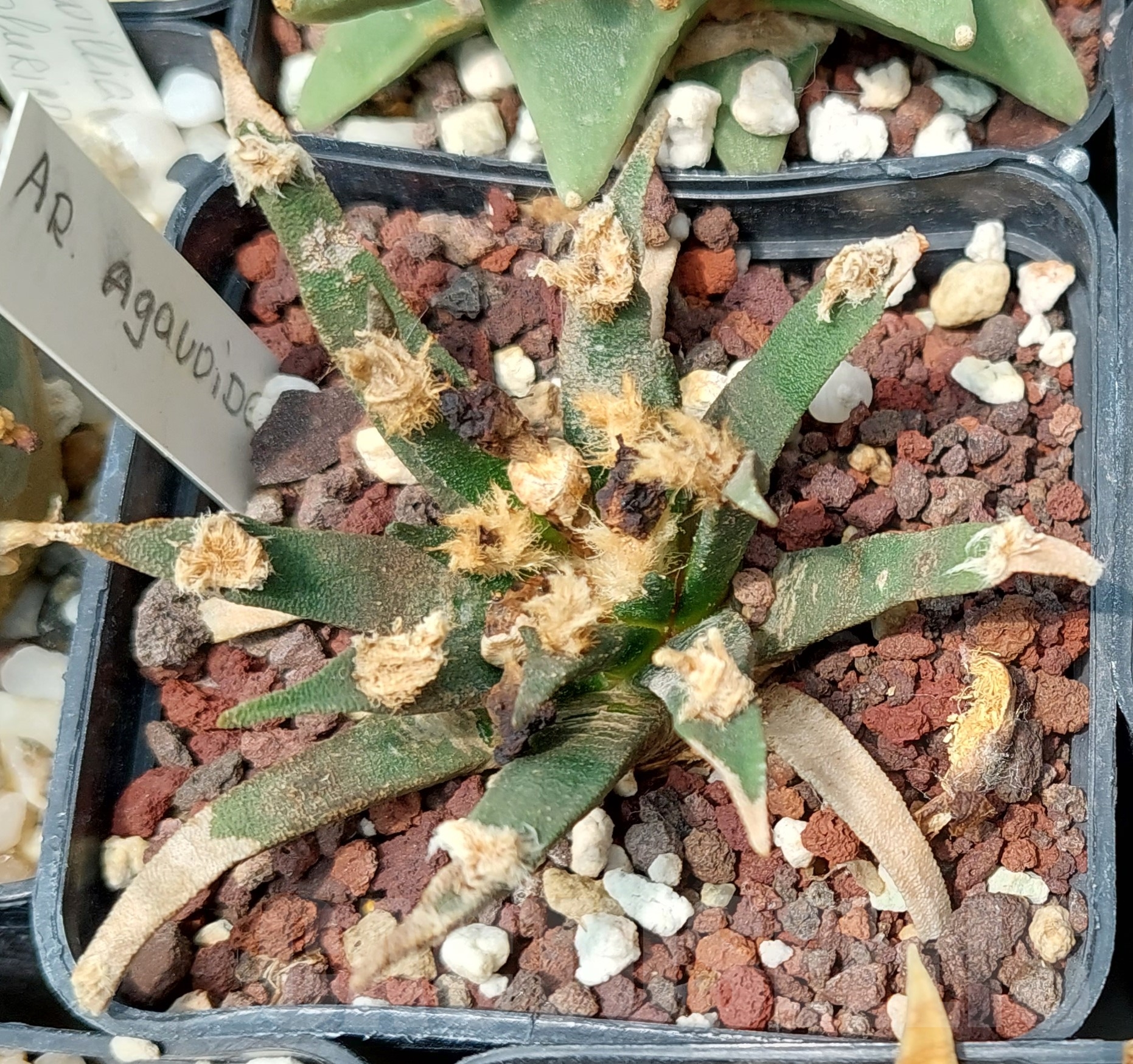 LOT599 10 SEEDS Ariocarpus agavoides, 2023year