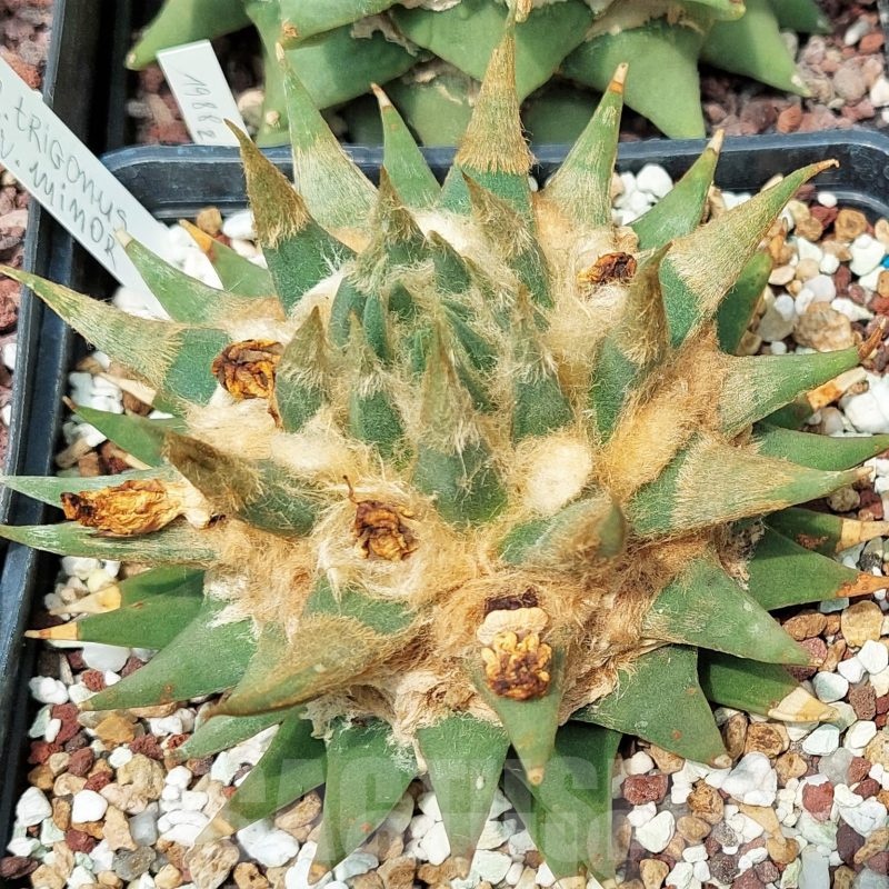 LOT600 10 SEEDS Ariocarpus trigonus var. minor, 2023year