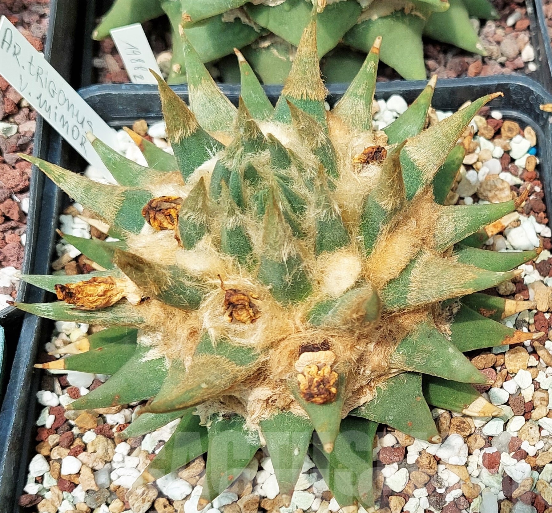 LOT600 10 SEEDS Ariocarpus trigonus var. minor, 2023year