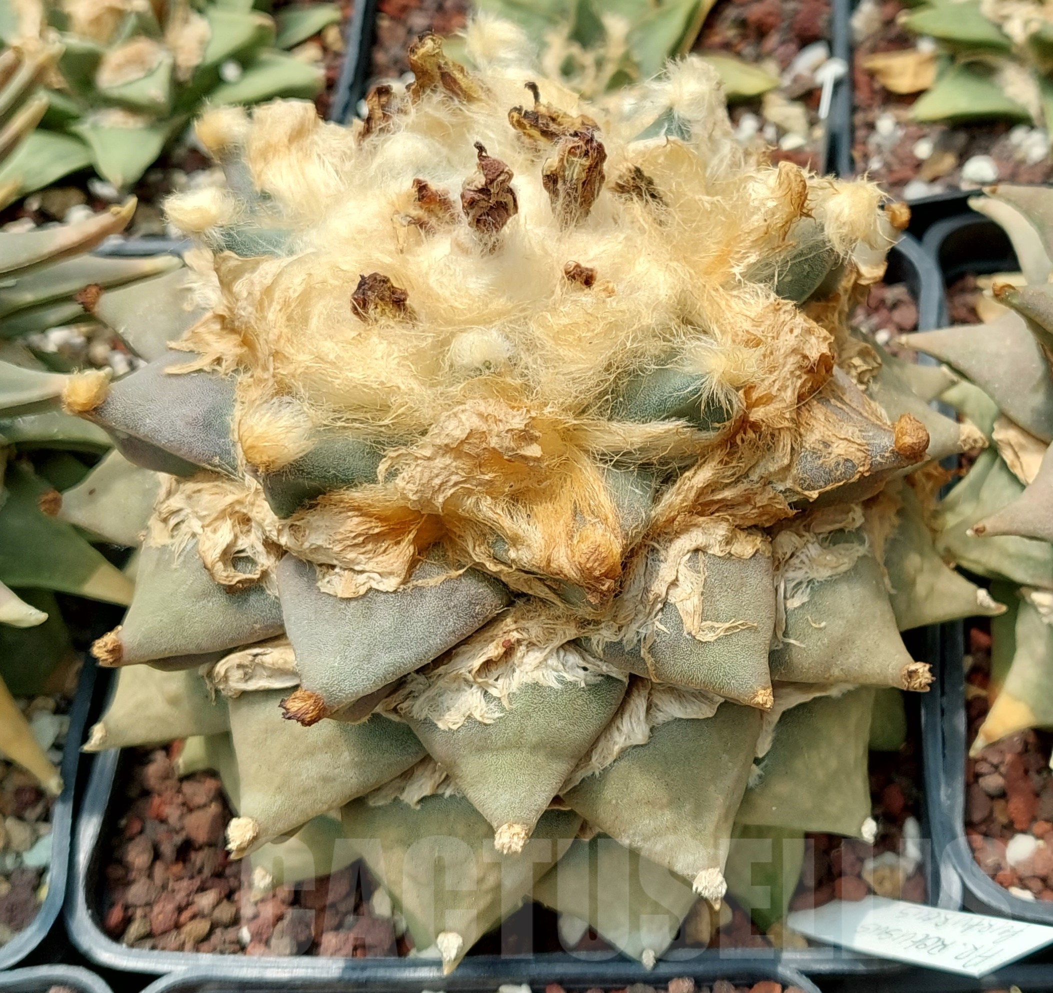 Ariocarpus Retusus V Confusus Fioritura Esotica Rara Cactus Semi Cactus 10 SEMI:seeds