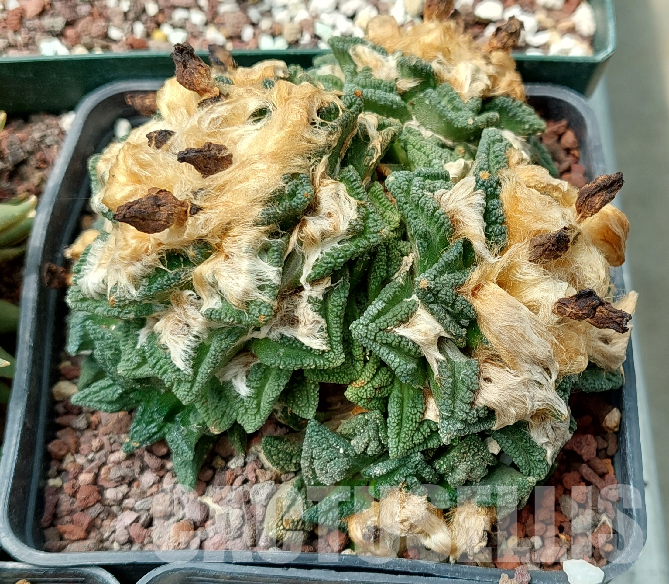 LOT608 10 SEEDS Ariocarpus fissuratus var. hintonii, 2023year