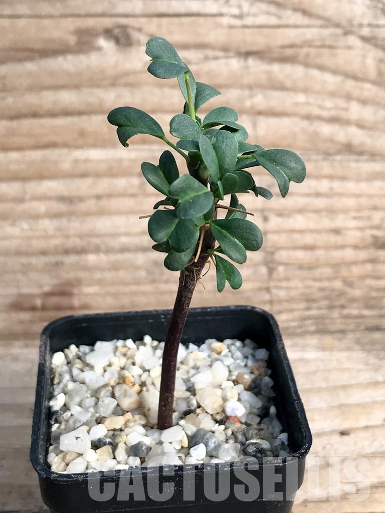 SHPR8834 Sarcocaulon vanderietiae - Obrázek 2