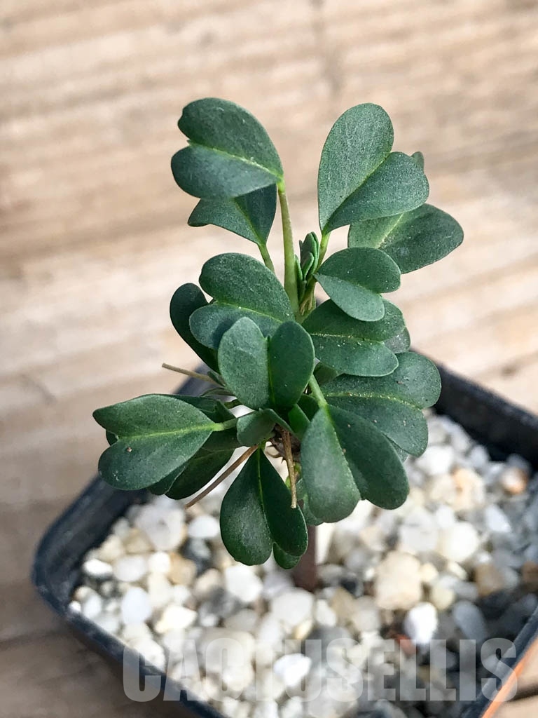 SHPR8834 Sarcocaulon vanderietiae - Obrázek 3