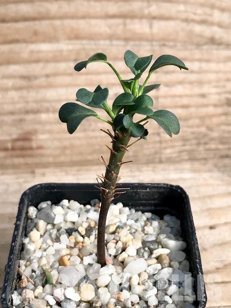 SHPR8834 Sarcocaulon vanderietiae - Obrázek 4