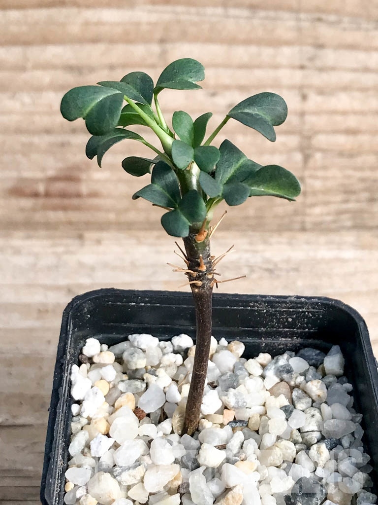 SHPR8834 Sarcocaulon vanderietiae