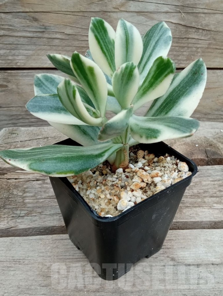 SHPR11557 Crassula ovata white