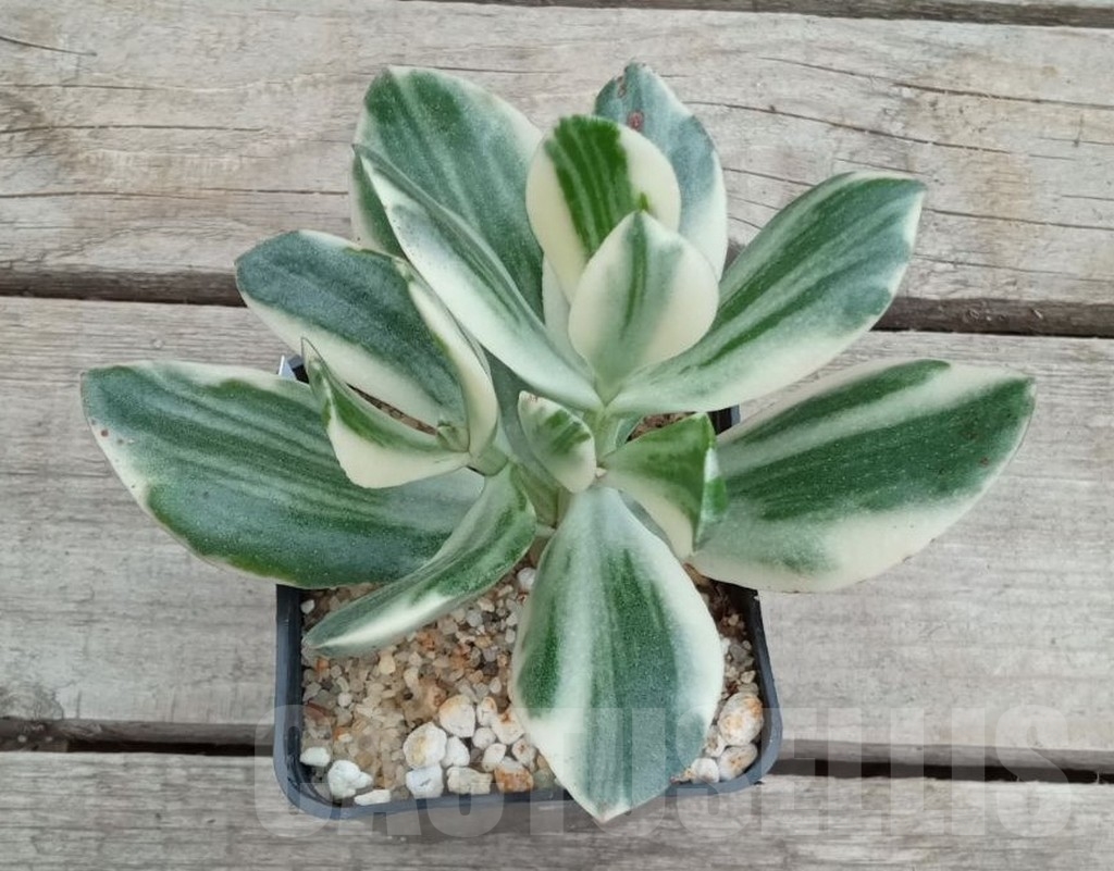 SHPR11557 Crassula ovata white - Зображення 2