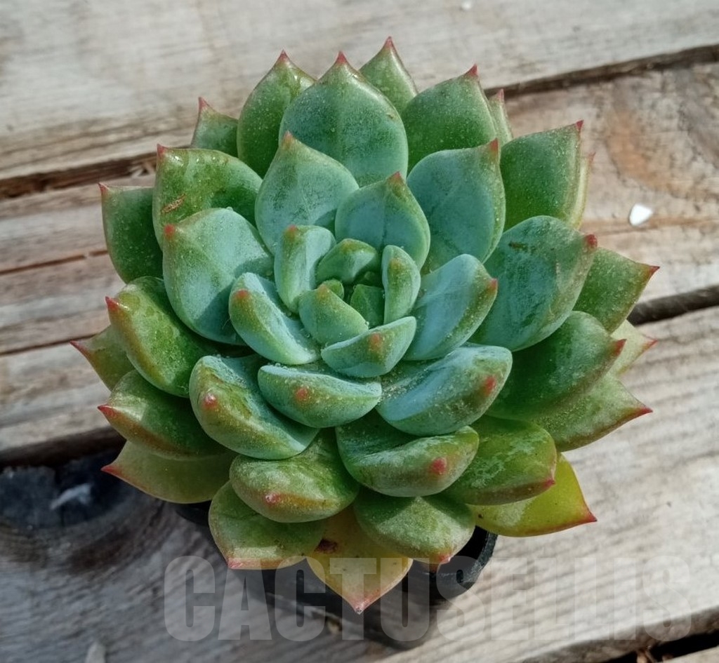 SHPR13647 Echeveria hybrid - Image 2