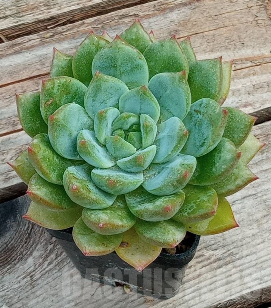 SHPR13647 Echeveria hybrid
