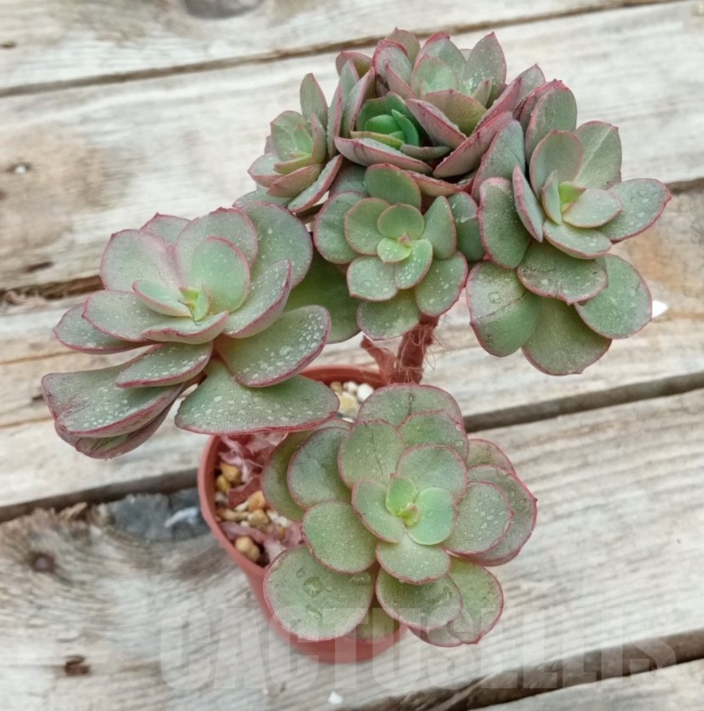 SHPR13648 Echeveria Suyon - Image 2