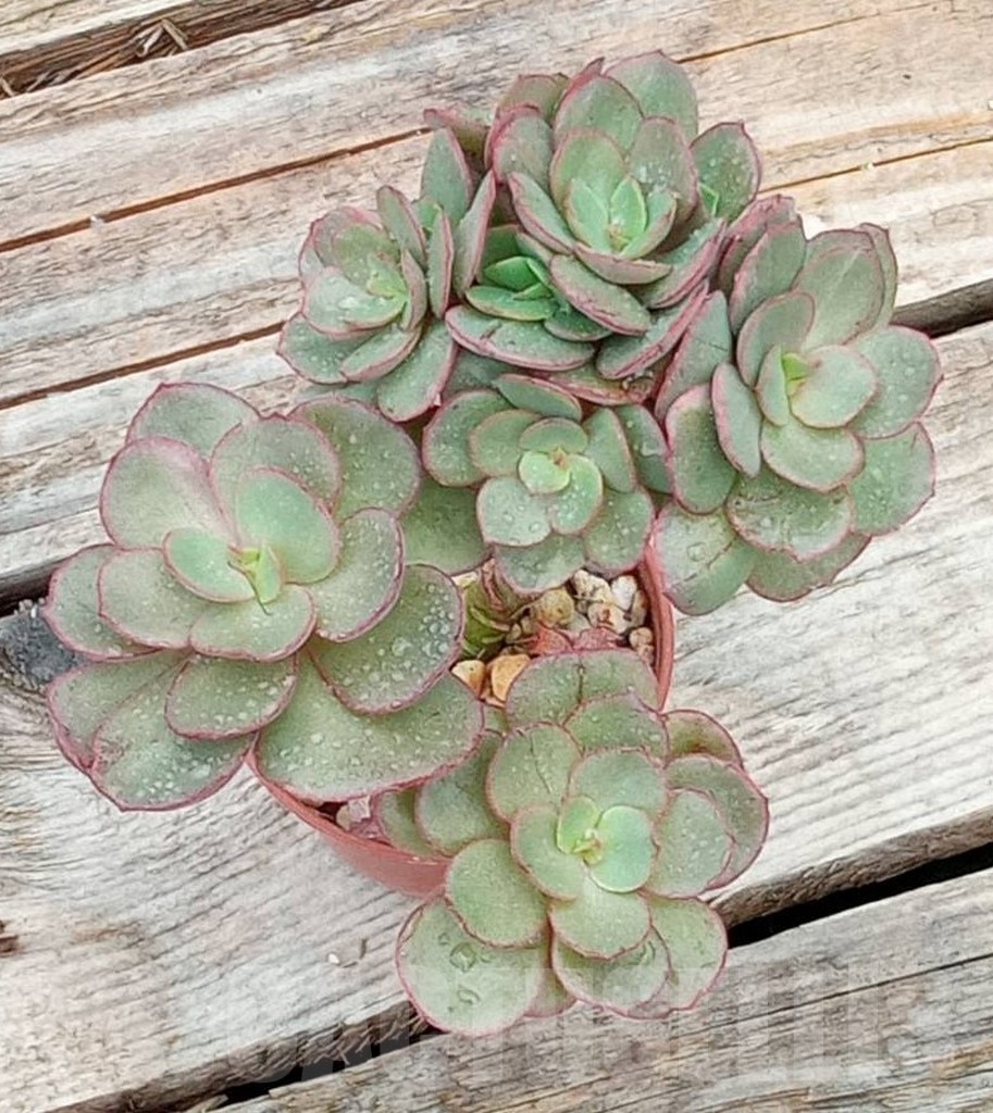 SHPR13648 Echeveria Suyon