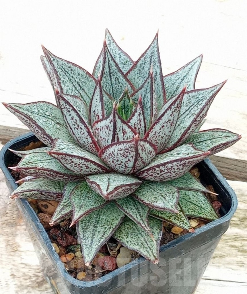 SHPR13651 Echeveria purpusorum, white form