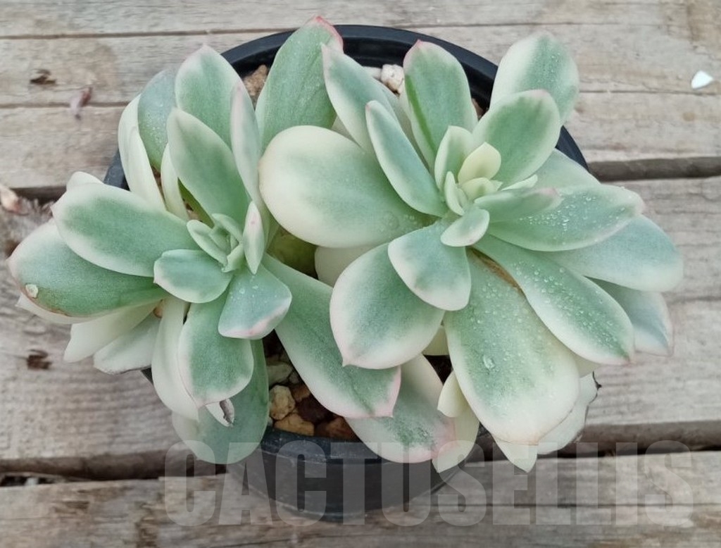 SHPR13662 Echeveria 'Lemon Lime' Variegated - Obrázek 2
