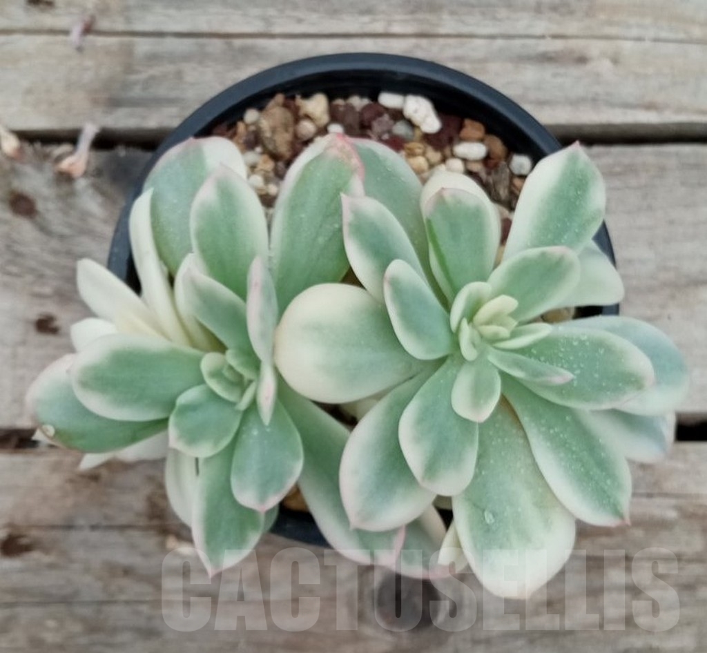 SHPR13662 Echeveria 'Lemon Lime' Variegated