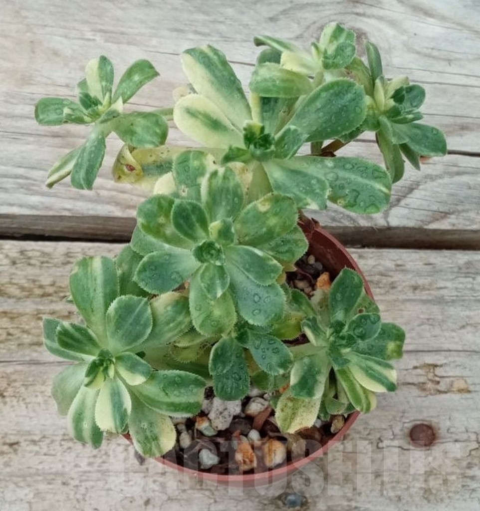 SHPR13663 Aeonium castello-paivae f. variegata