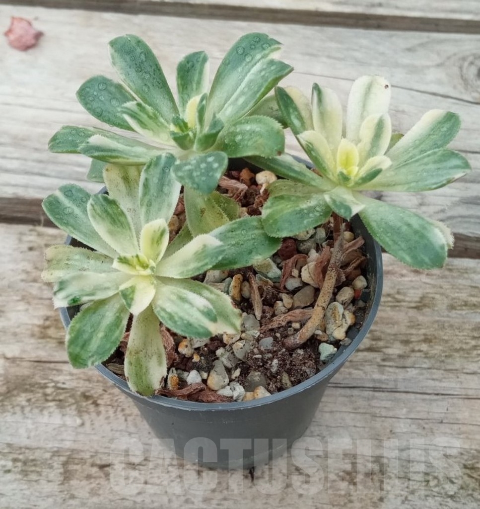 SHPR13664 Aeonium castello-paivae f. variegata - immagine 2