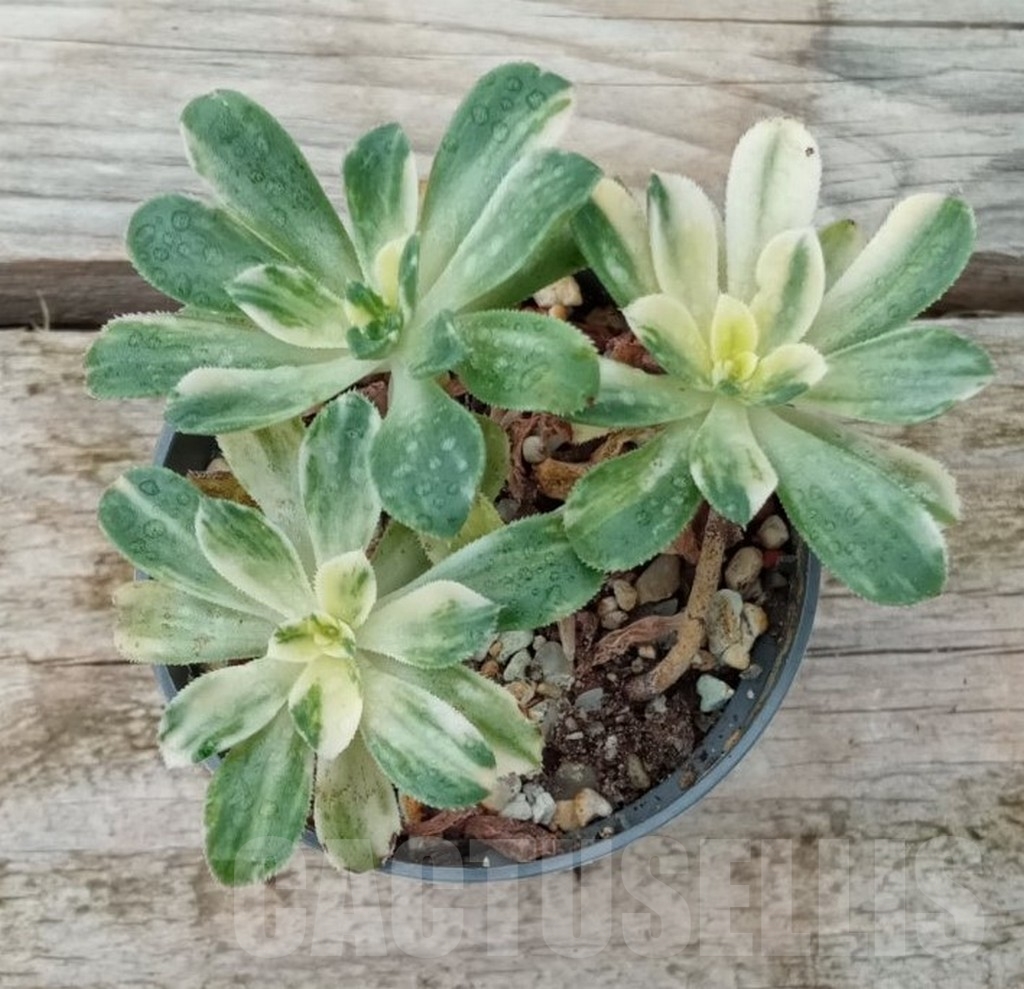 SHPR13664 Aeonium castello-paivae f. variegata