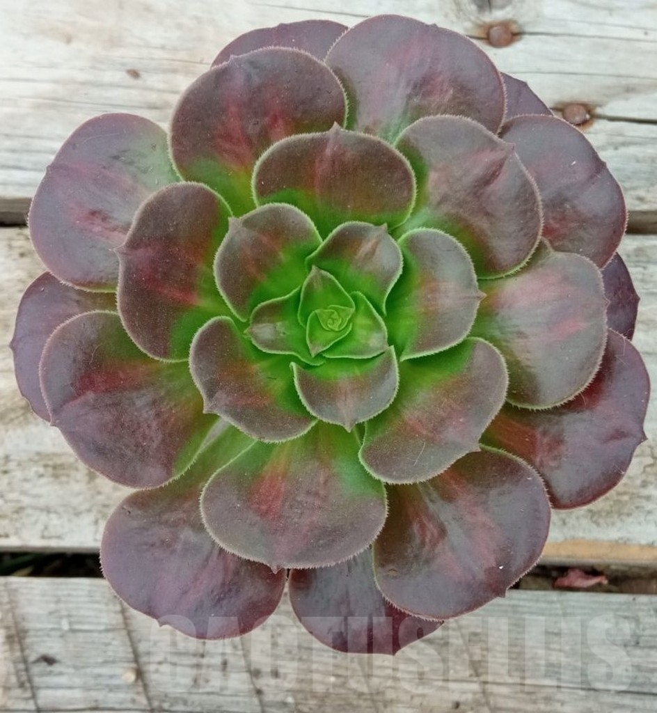 SHPR13666 Aeonium ‘Kilimanjaro’ - Image 2