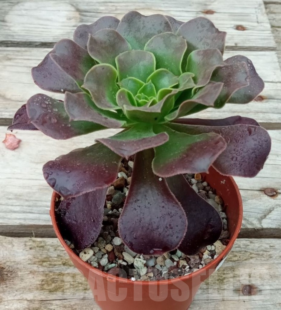 SHPR13667 Aeonium 'Velour'