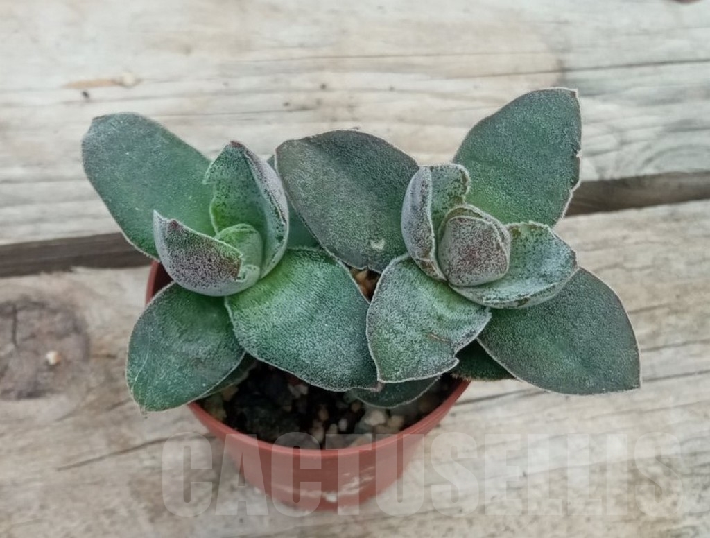 SHPR13717 Crassula Lotus - immagine 2
