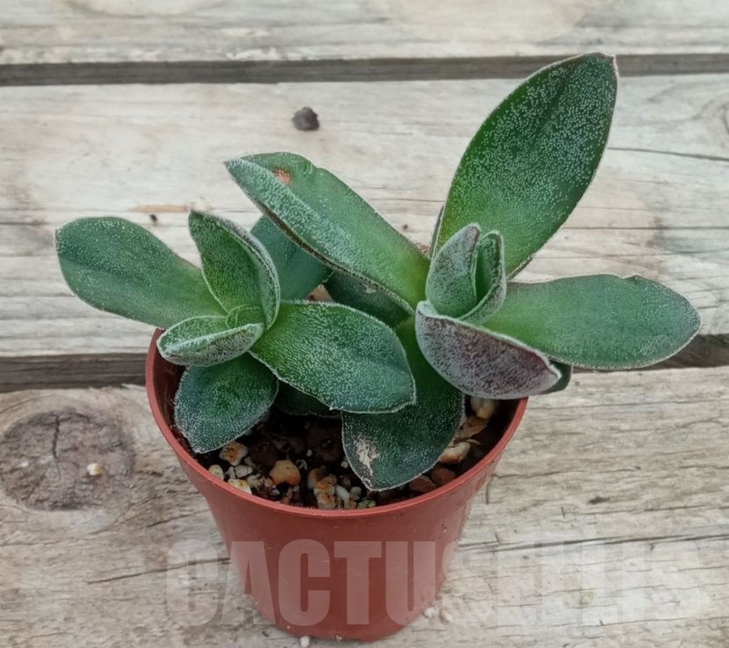 SHPR13717 Crassula Lotus - immagine 3