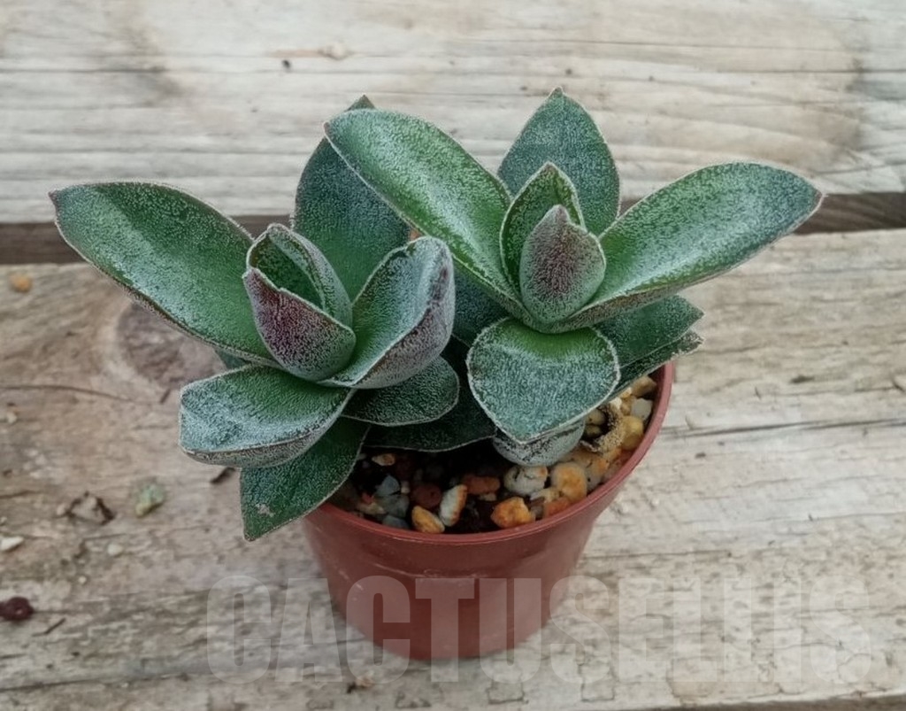 SHPR13717 Crassula Lotus