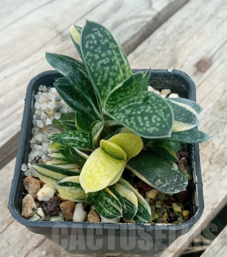 SHPR13719 Gasteria minima f. variegata