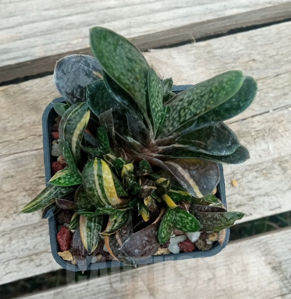 SHPR13720 Gasteria minima f. variegata - Image 2