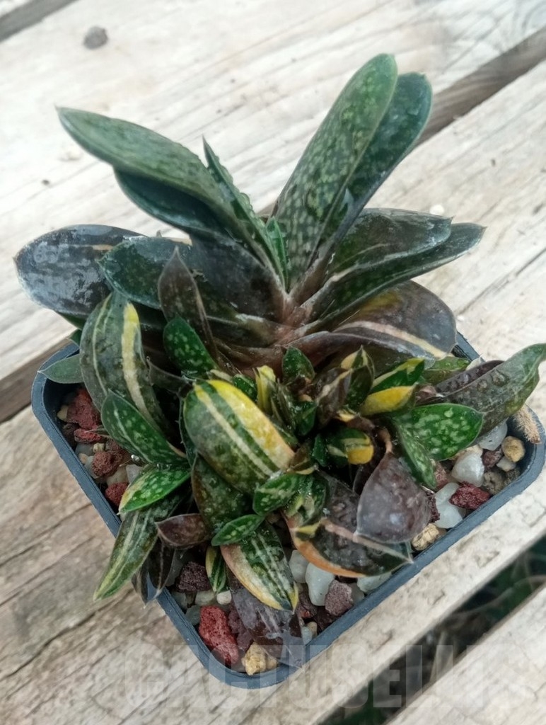 SHPR13720 Gasteria minima f. variegata