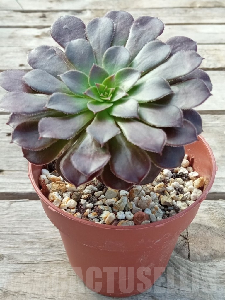 SHPR13743 Aeonium ‘Copper Kettle’ - immagine 2