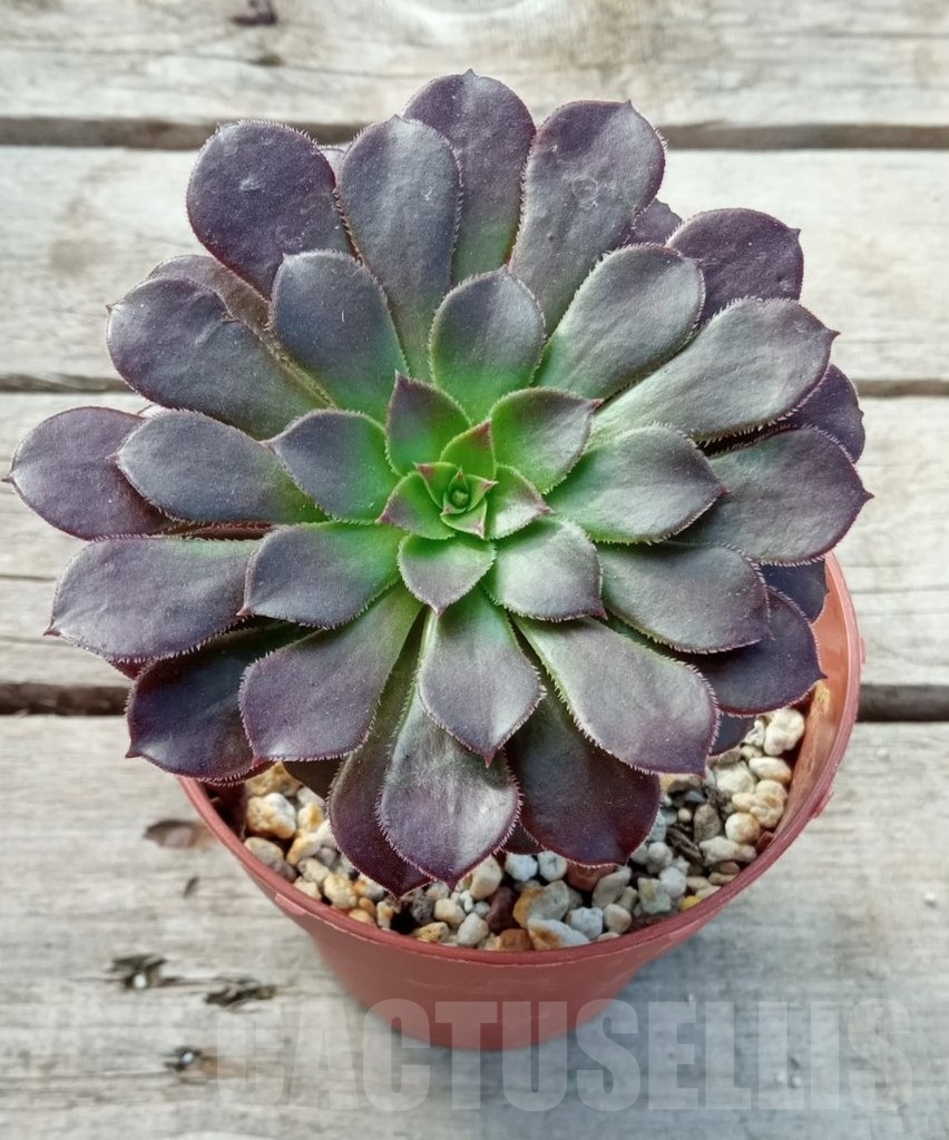 SHPR13743 Aeonium ‘Copper Kettle’