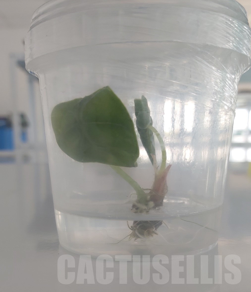 LAB028 Alocasia azlanii TC plant