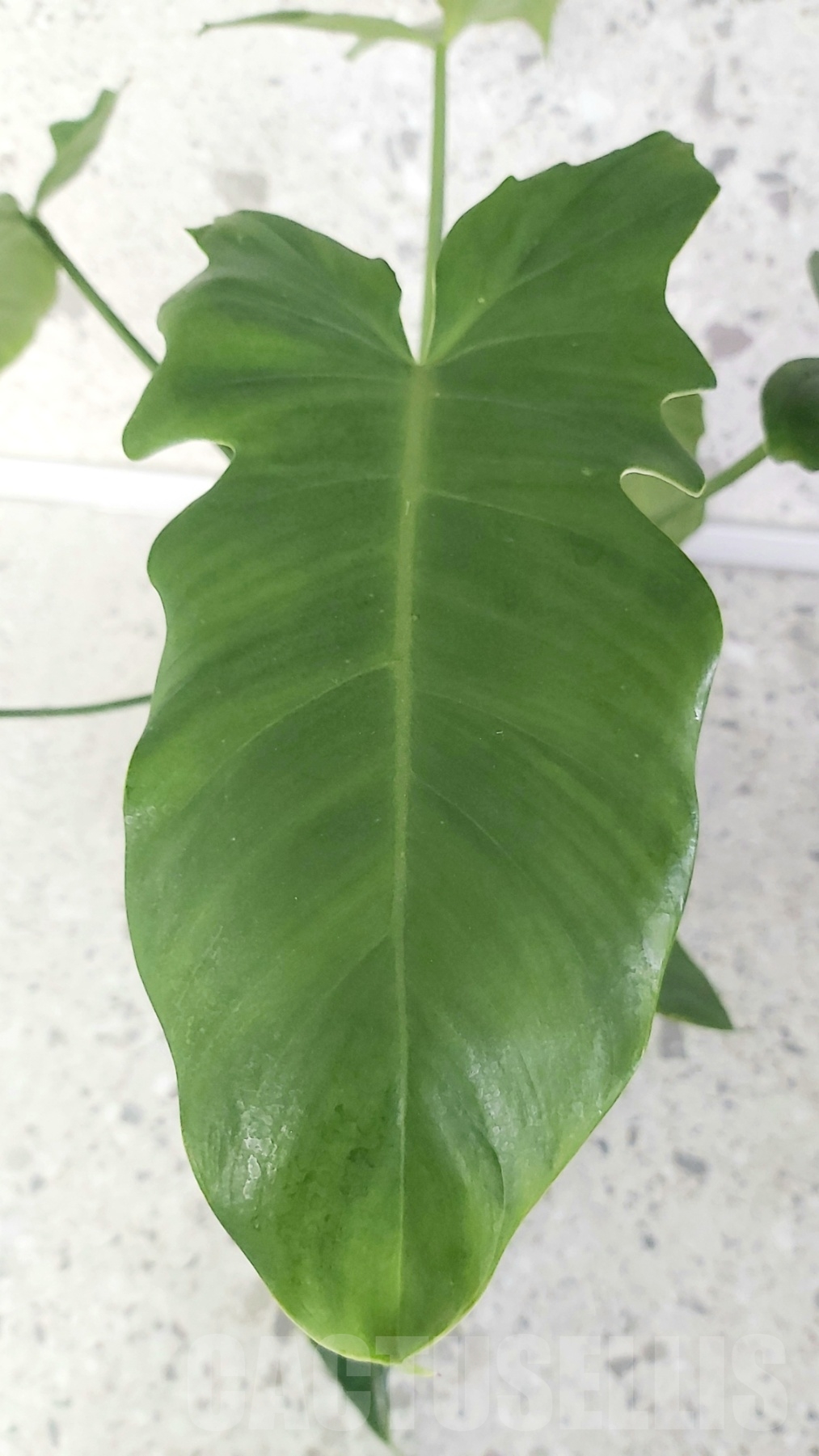 LAB038 Philodendron minarum TC plant - Image 5