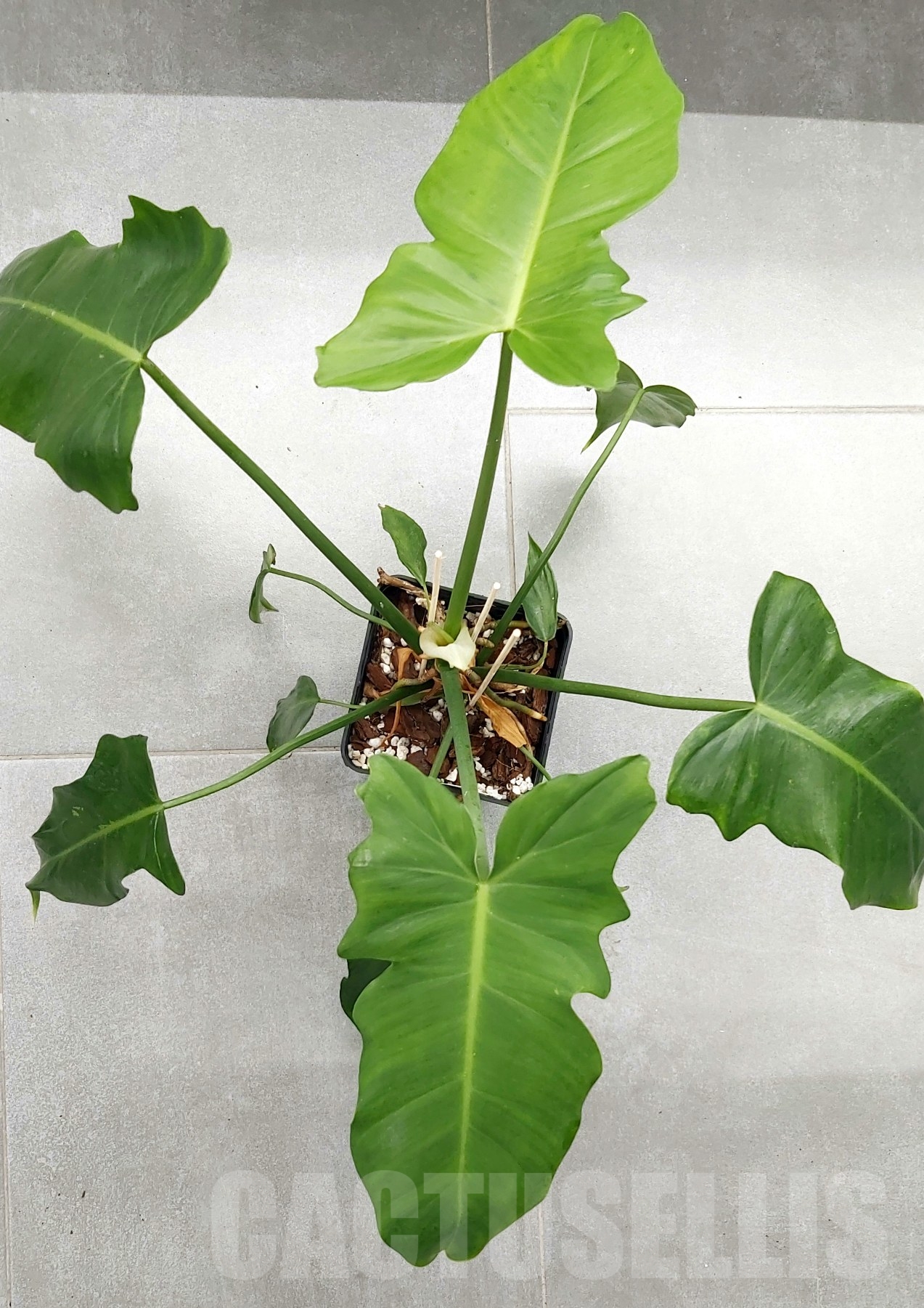 LAB038 Philodendron minarum TC plant - Image 6