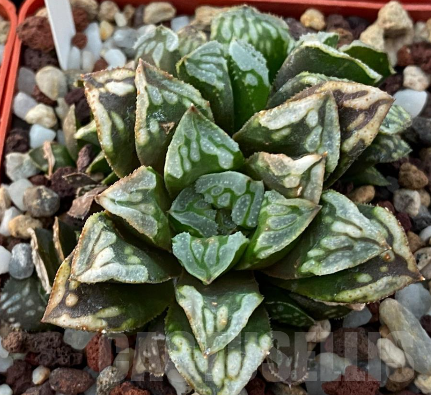 SHPR13342 Haworthia hybrid