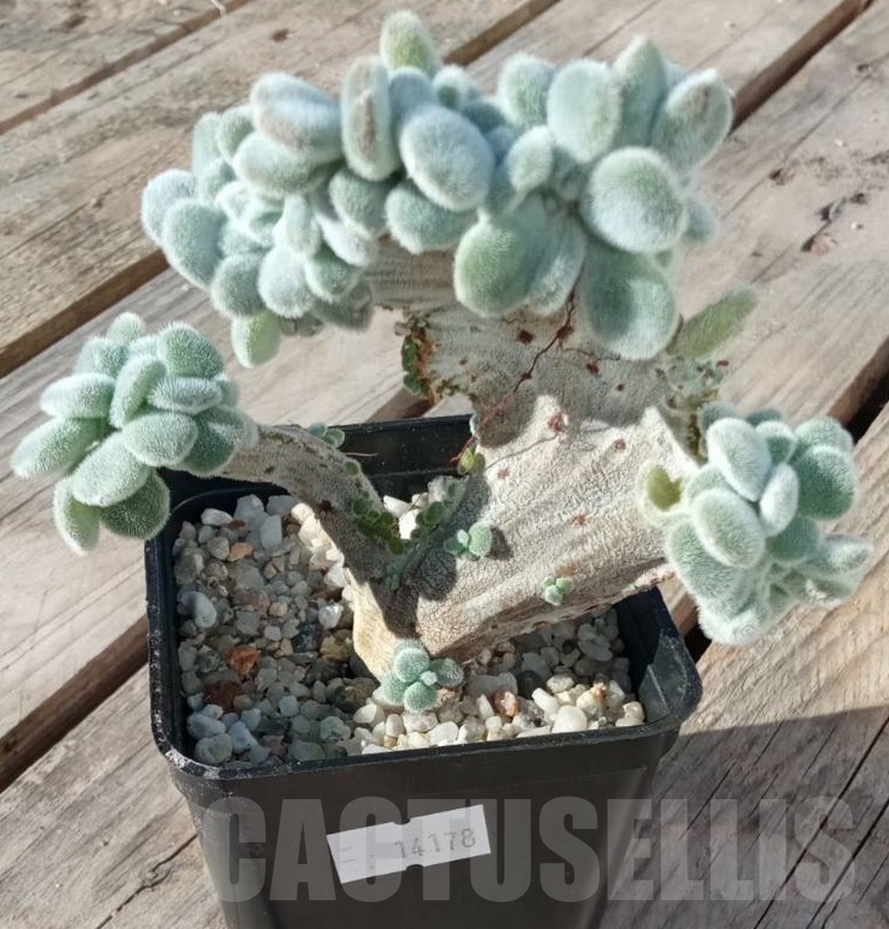 SHPR14178 Echeveria pulvinata cv. Frosty cristata