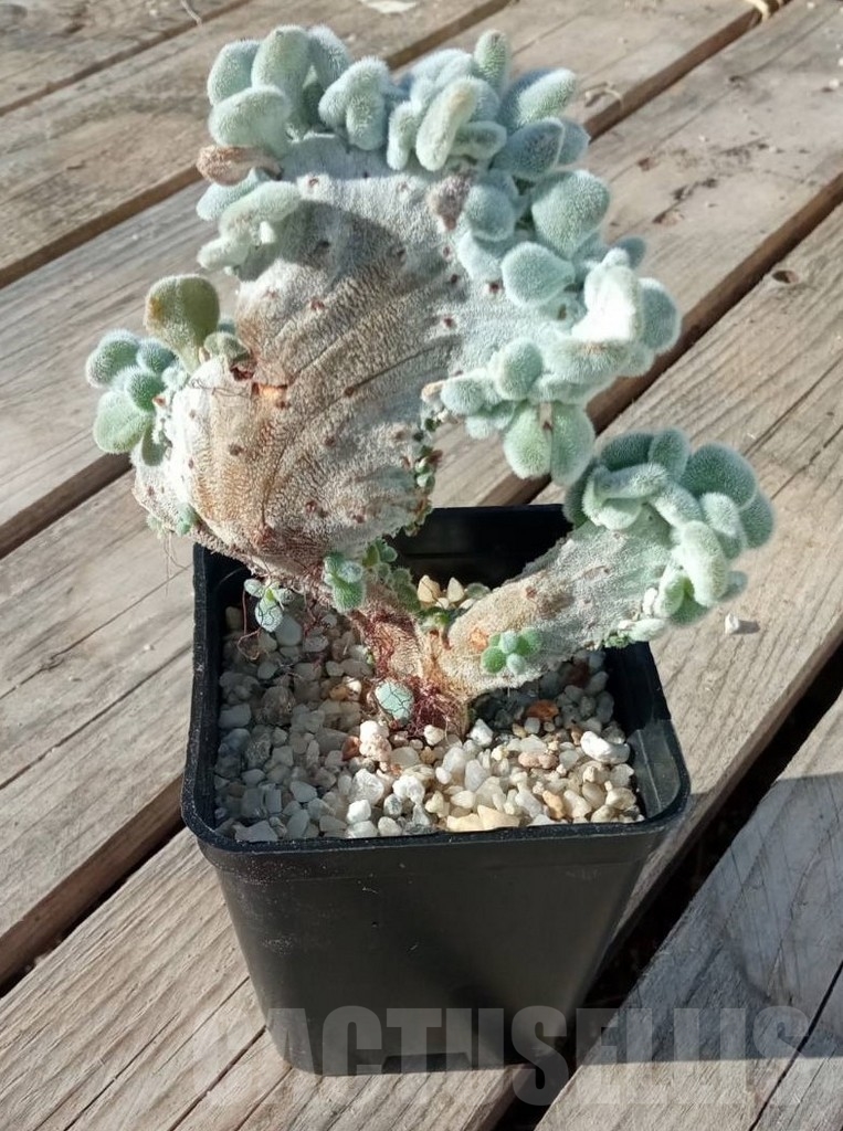 SHPR14178 Echeveria pulvinata cv. Frosty cristata - Image 2