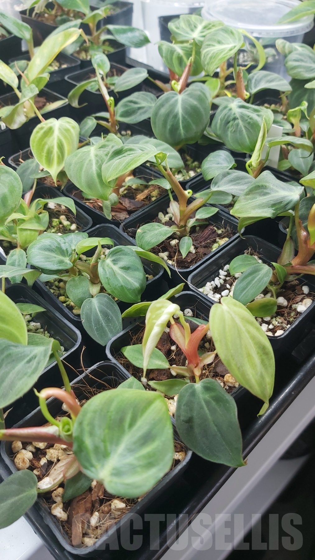 LABOO4 Philodendron 'El Choco Red' - Image 2