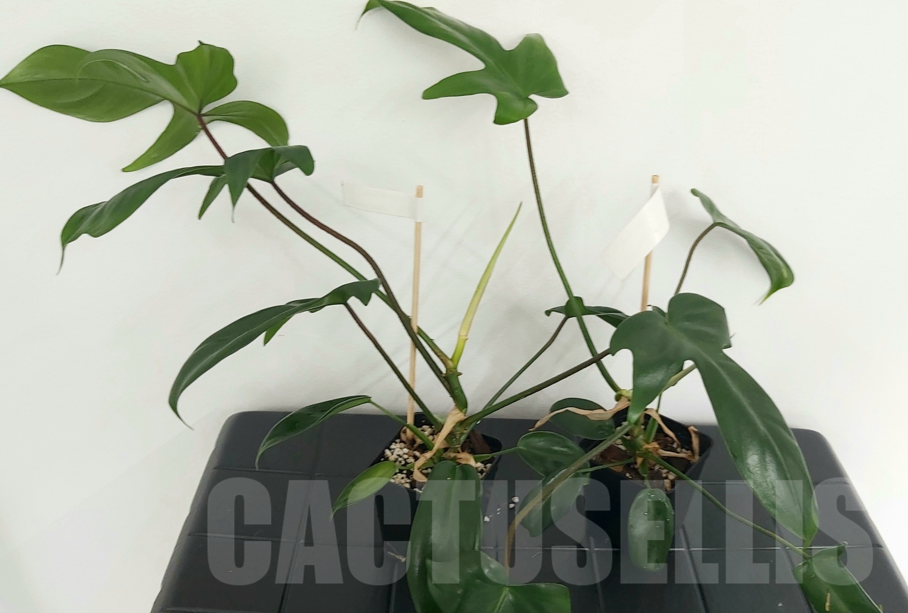 LAB063 Philodendron 'Florida Beauty' - Image 4