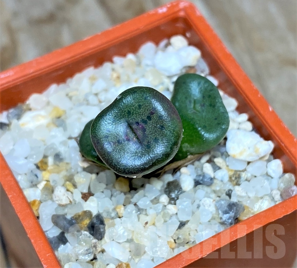 SHPR14607 Conophytum cubicum