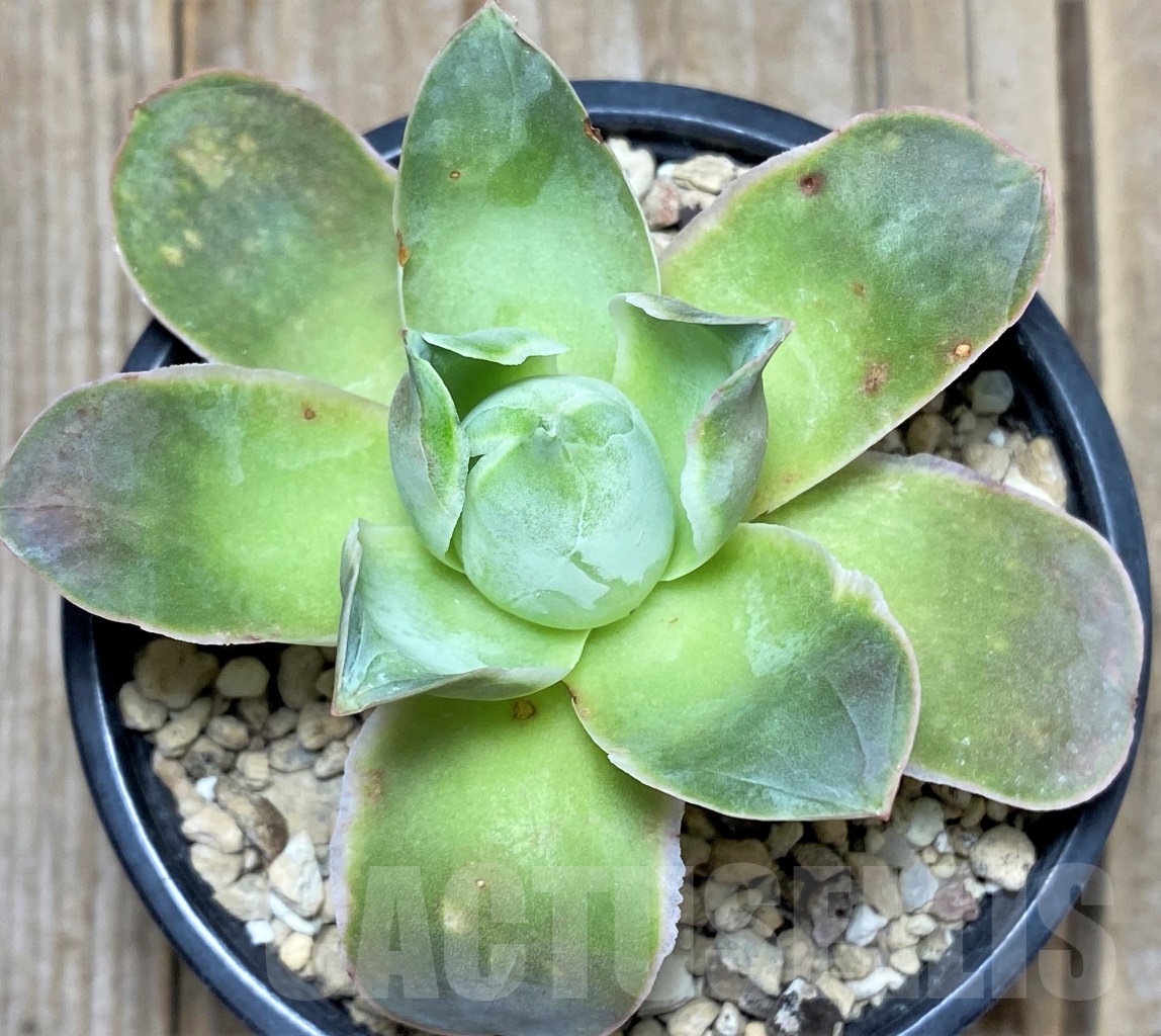 SHPR14610 Greenovia sp. - immagine 2