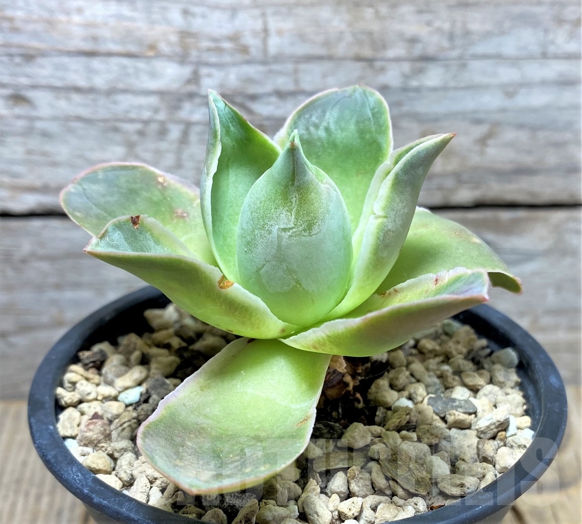 SHPR14610 Greenovia sp.