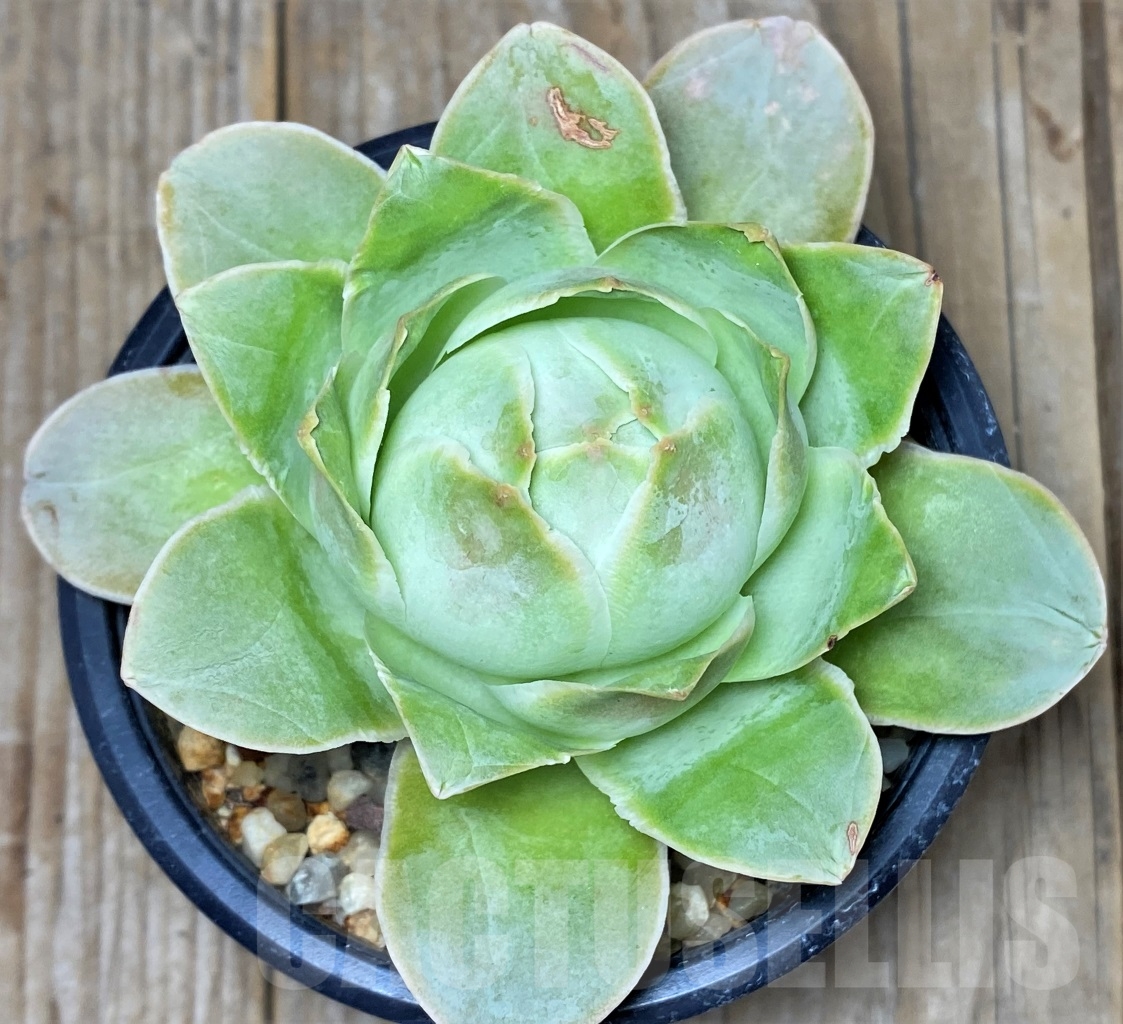 SHPR14611 Greenovia sp.