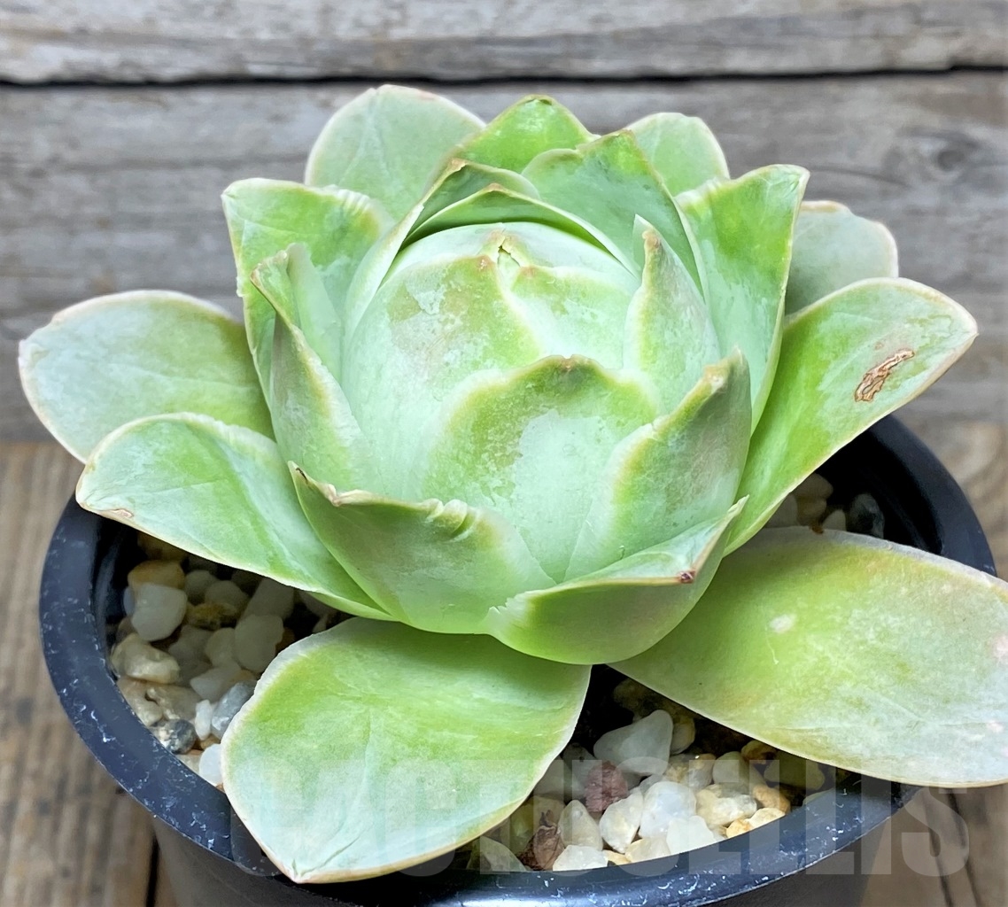 SHPR14611 Greenovia sp. - immagine 2